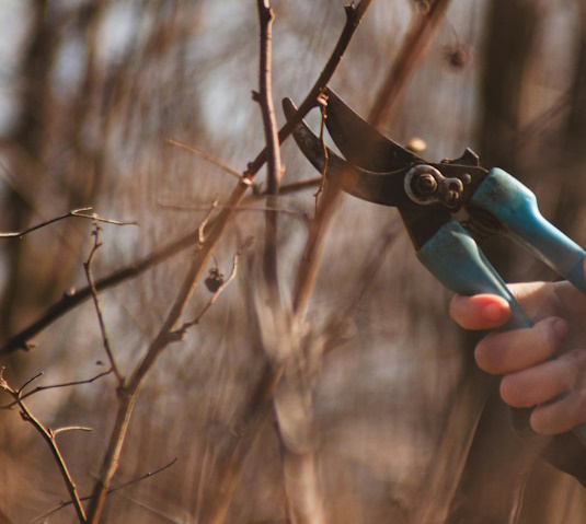 Trimming tree branches for safety and aesthetics